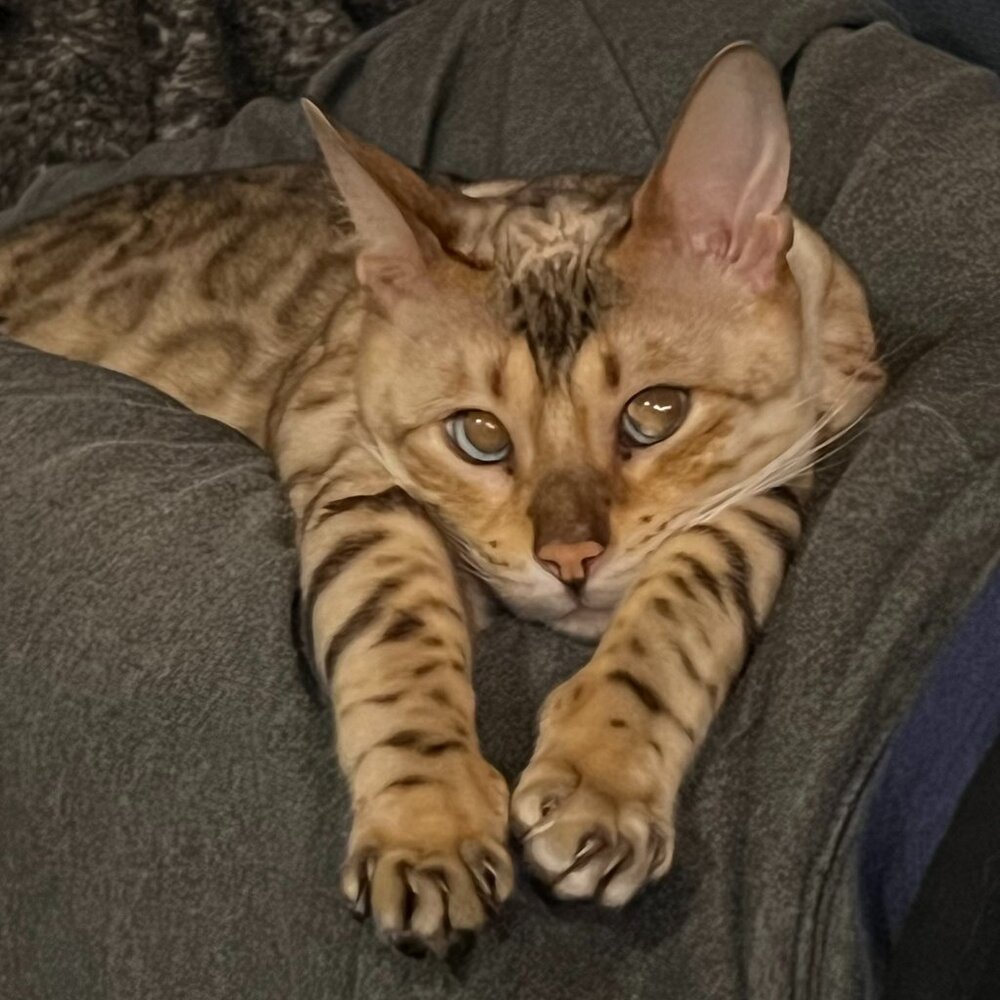 Meet your Posher, Kai